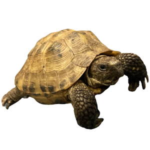 IMG-0155-removebg-preview (1).png